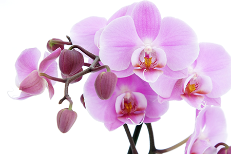 orchids fest miami integrate news festival orquideas miami 2
